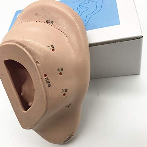KH66ZKY Ear akupunktura Model-Model ljudskog uha-16cm detaljne akupunkturne tačke označene tačke pritiska i meridijani za laboratorijski