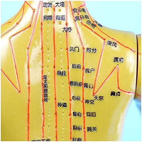 Akupunkturni Model - 50cm trčanje akupunktura i Moksibustija za ženske ljudske akupunkturne tačke - demonstracijski Model nastave