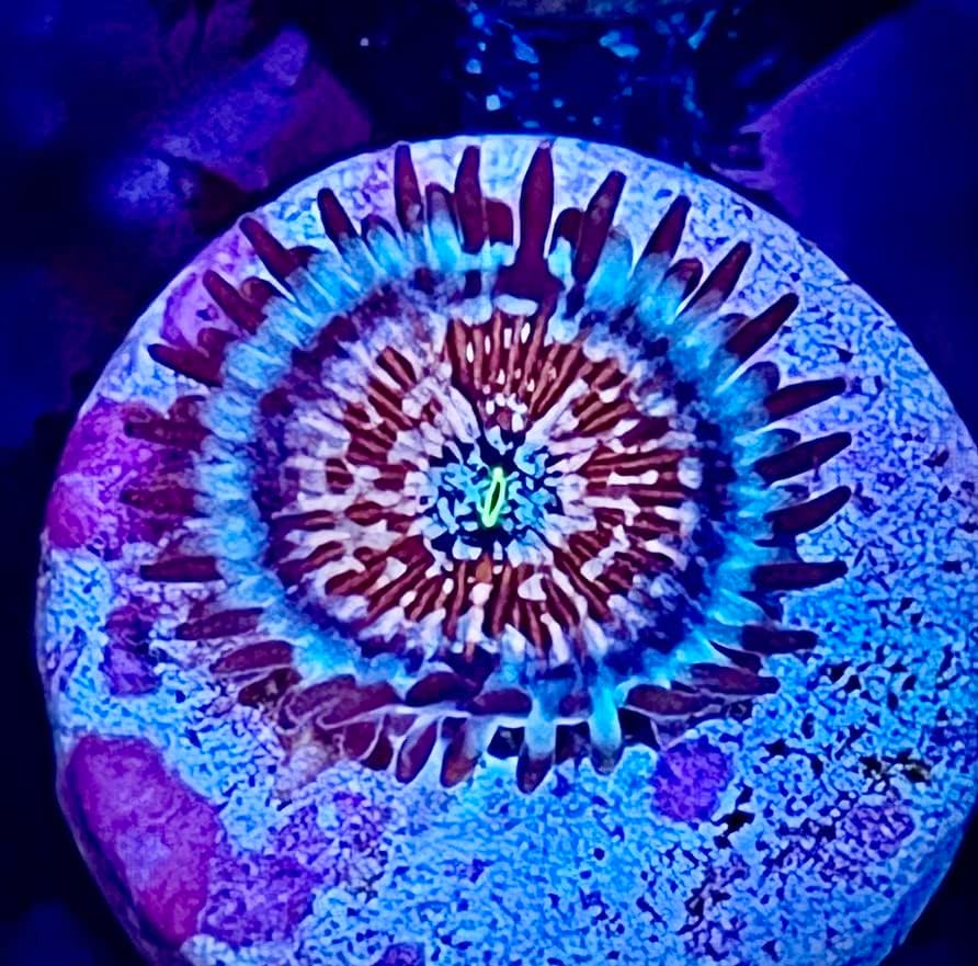 coralSLover Live Saltwater Coral Frag-bijeli zombi Zoanthids