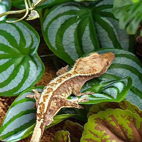 Biljke gmizavaca za dekor terarija,dekor staništa vodozemaca,Umjetne biljke za Gecko Kameleon pribor za rezervoar zmijske kornjače sa bazom
