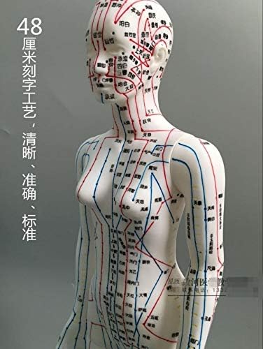WellieSTR 1 komad ženski akupunkturni Model ženski Model ljudskog tijela akupunkturni Model ženski meridijani Model 20inch