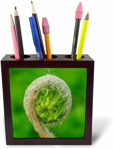 3drose Danita Delimont - biljke - Cinnamon Fern Fiddlehead krupni plan-držači olovki za pločice